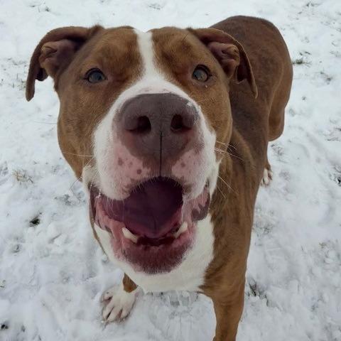 Enlarge Hattie, a Adoptable Mixed Breed in Bristol, IN image 6/6