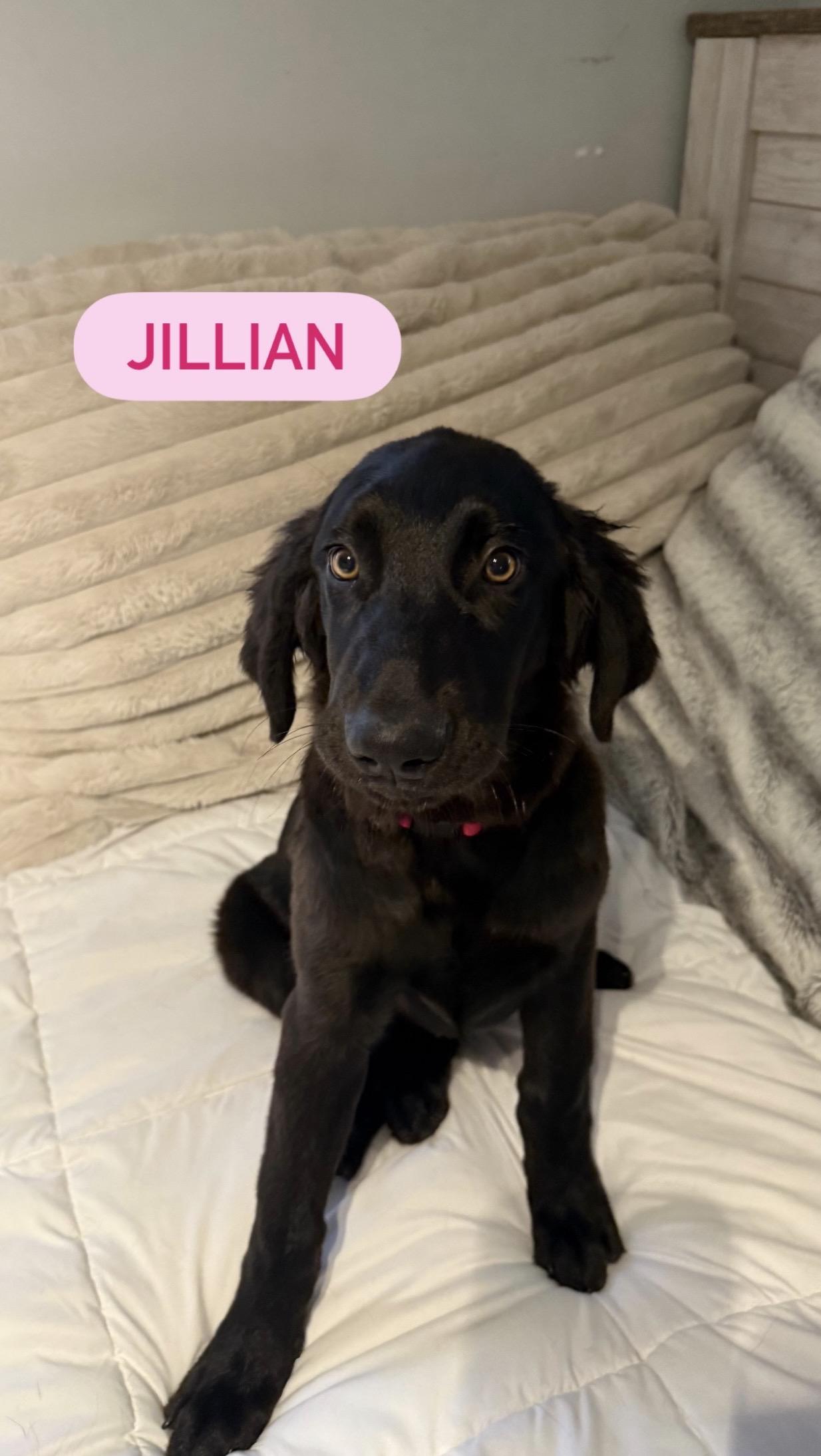 Jillian, an adopted mixed breed in Kutztown, PA image 2/3