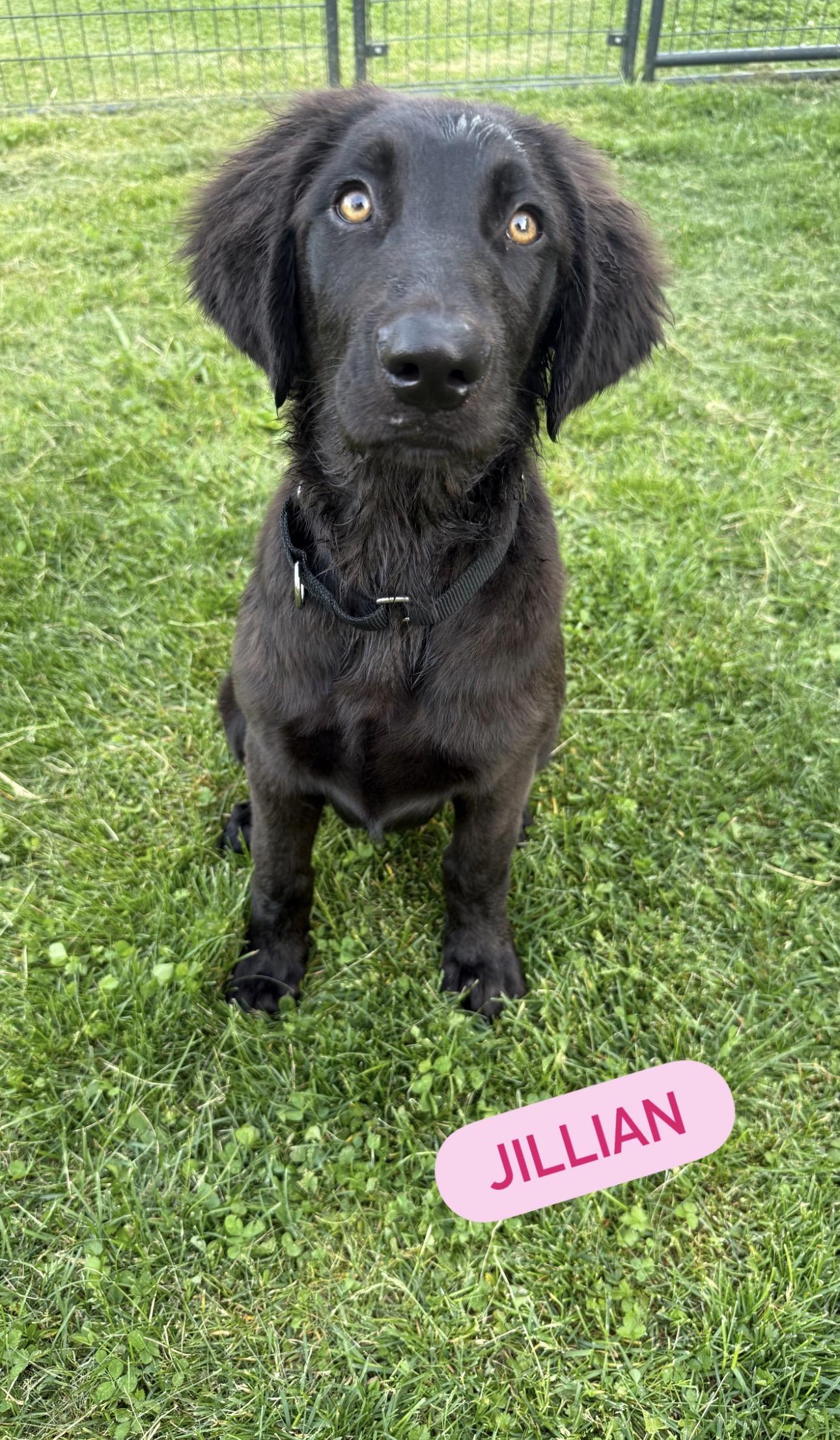Jillian, an adopted mixed breed in Kutztown, PA image 1/3