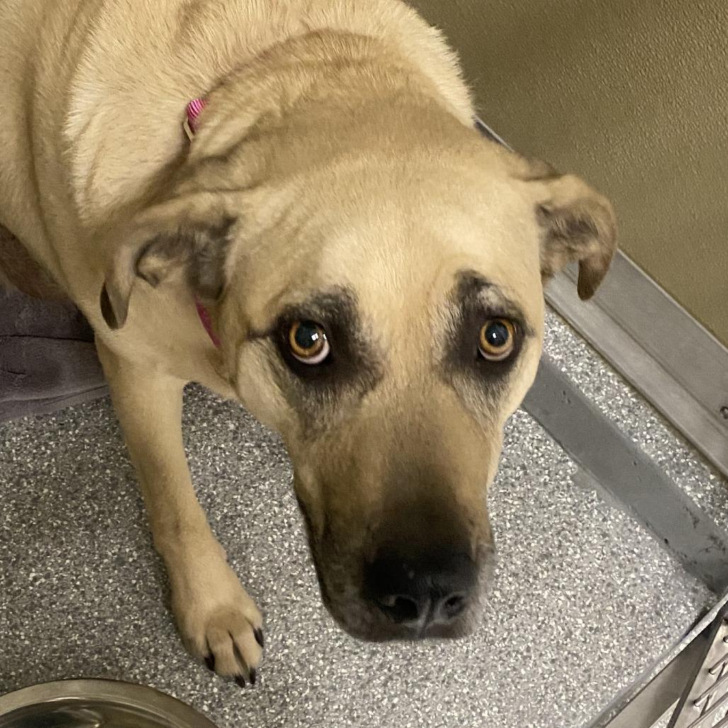 Chai, Adoptable, Adult Female Anatolian Shepherd.