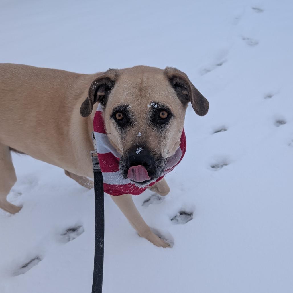Enlarge Chai, a Adoptable mixed breed in Durango, CO image 3/5