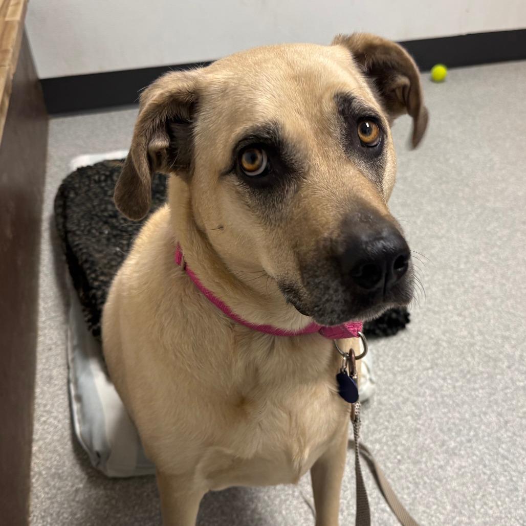 Enlarge Chai, a Adoptable mixed breed in Durango, CO image 4/5