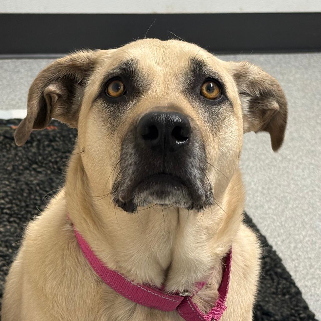 Enlarge Chai, a Adoptable mixed breed in Durango, CO image 5/5