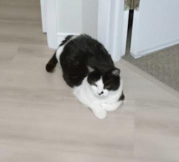 Enlarge Paris, a ADOPTABLE Domestic Short Hair in Everett, ON image 2/2
