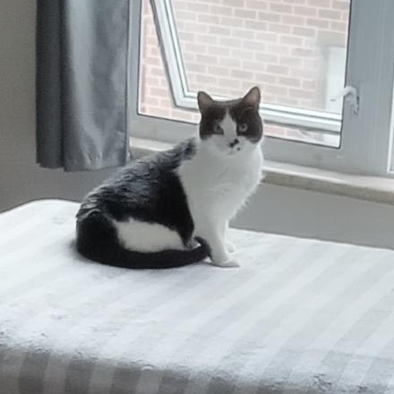 Paris, ADOPTABLE, Adult Female Domestic Short Hair.