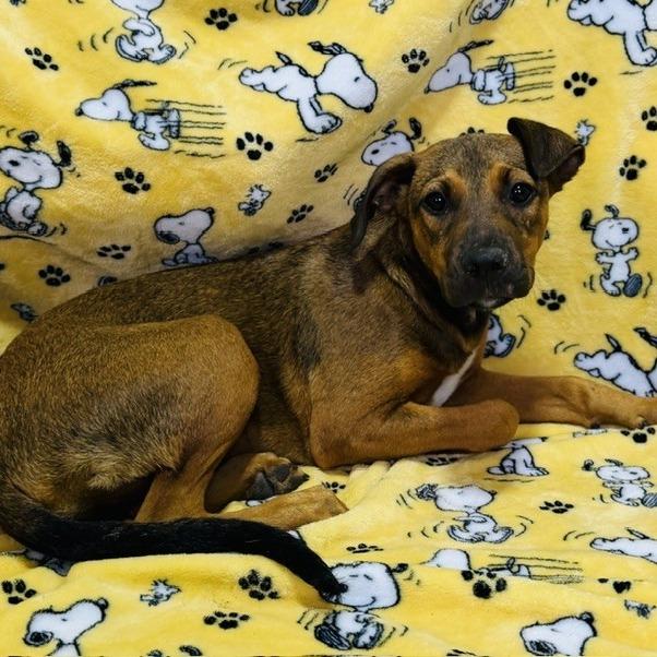 Zion, a Adoptable Mixed Breed in Williston, FL image 6/6