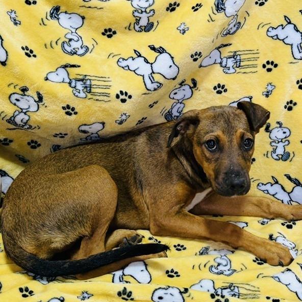Zion, a Adoptable Mixed Breed in Williston, FL image 1/6
