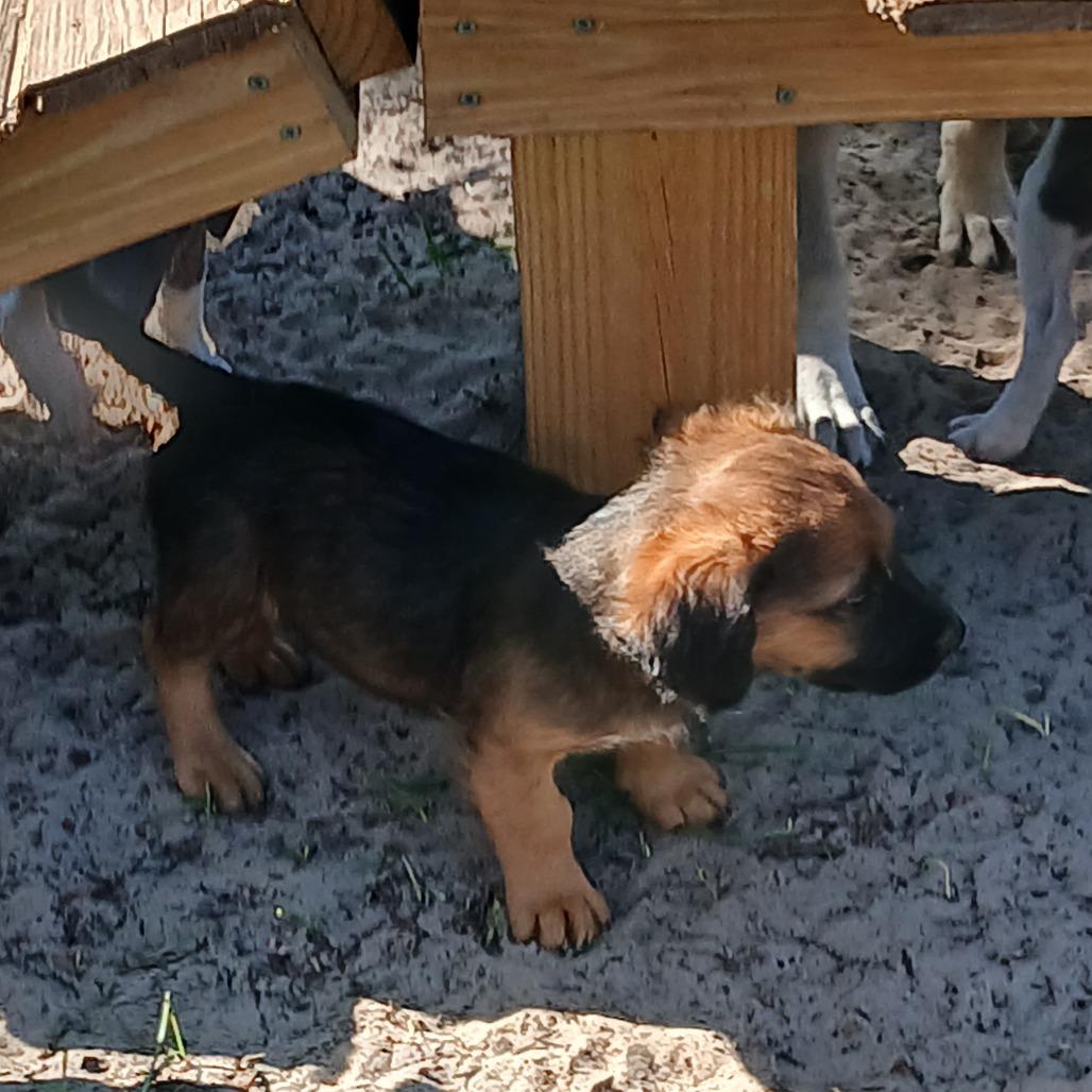 Zion, a Adoptable Mixed Breed in Williston, FL image 2/6
