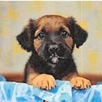 Zion, a Adoptable Mixed Breed in Williston, FL image 3/6