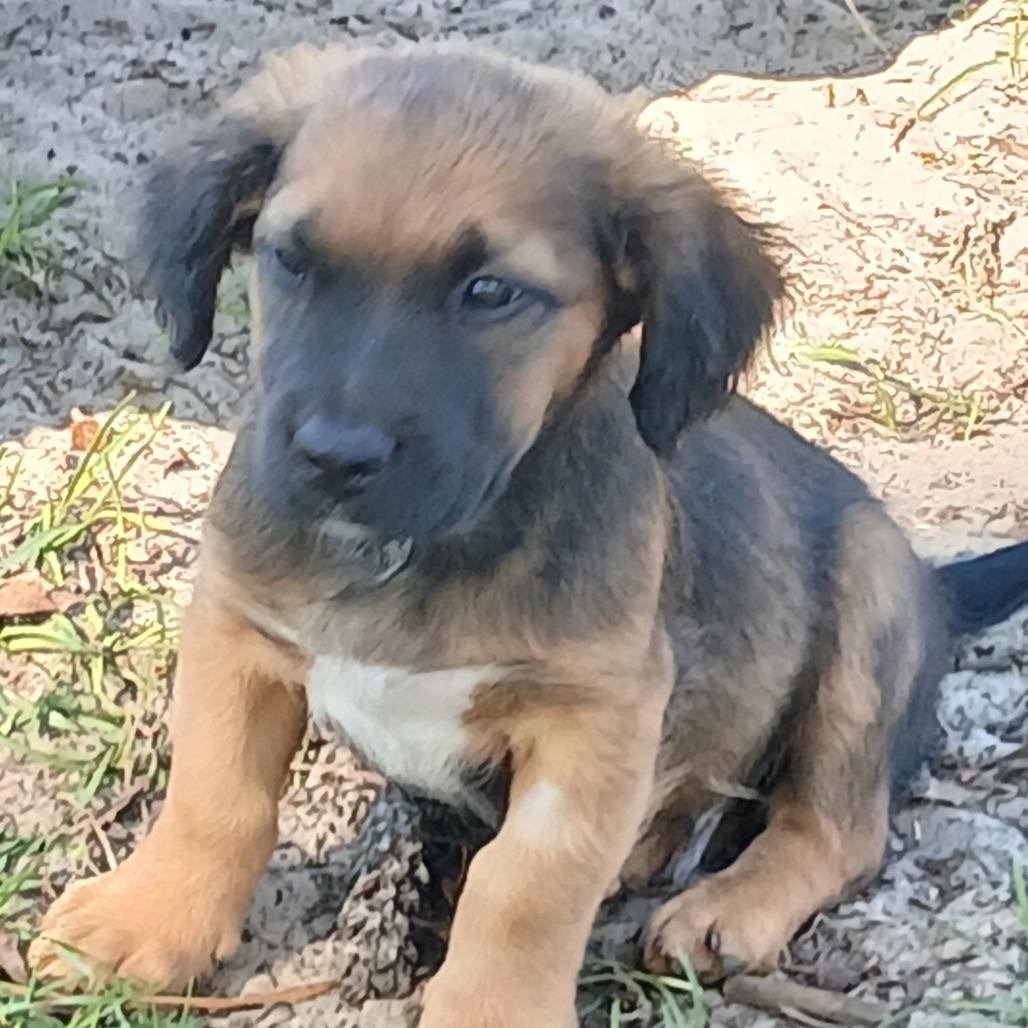 Zion, a Adoptable Mixed Breed in Williston, FL image 4/6