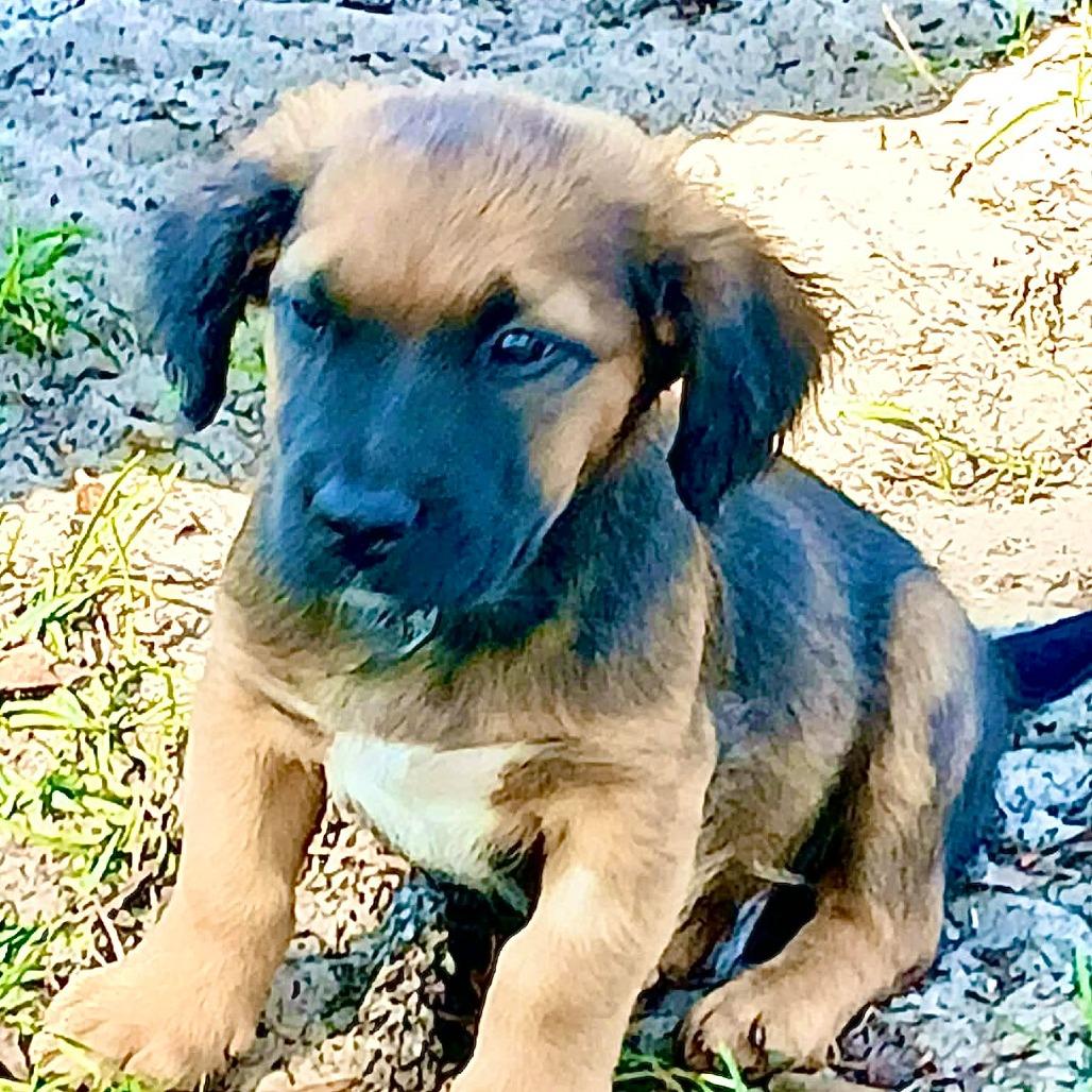 Zion, a Adoptable Mixed Breed in Williston, FL image 5/6