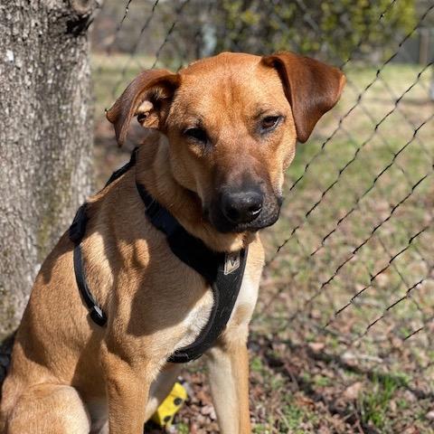 Jake (Adoption Fee-SPONSORED!)In Foster, Adoptable, Adult Male Mixed Breed.