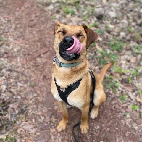 Enlarge Jake (Adoption Fee-SPONSORED!)In Foster, a Adoptable Mixed Breed in Alabaster, AL image 2/6