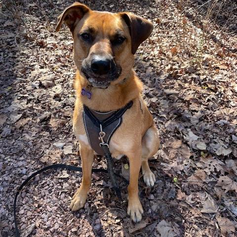 Enlarge Jake (Adoption Fee-SPONSORED!)In Foster, a Adoptable Mixed Breed in Alabaster, AL image 3/6