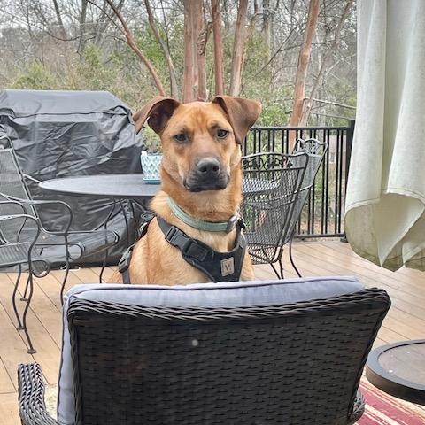 Enlarge Jake (Adoption Fee-SPONSORED!)In Foster, a Adoptable Mixed Breed in Alabaster, AL image 4/6
