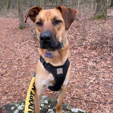 Enlarge Jake (Adoption Fee-SPONSORED!)In Foster, a Adoptable Mixed Breed in Alabaster, AL image 5/6