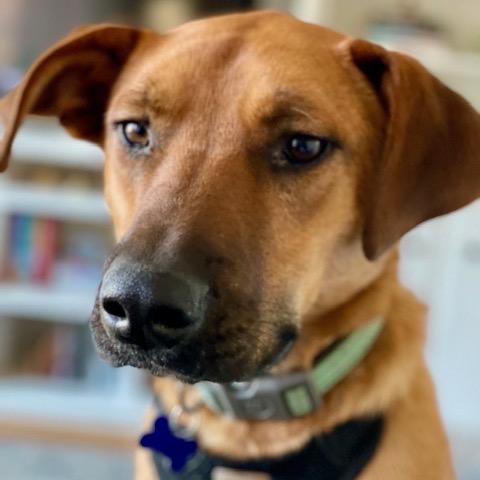 Enlarge Jake (Adoption Fee-SPONSORED!)In Foster, a Adoptable Mixed Breed in Alabaster, AL image 6/6