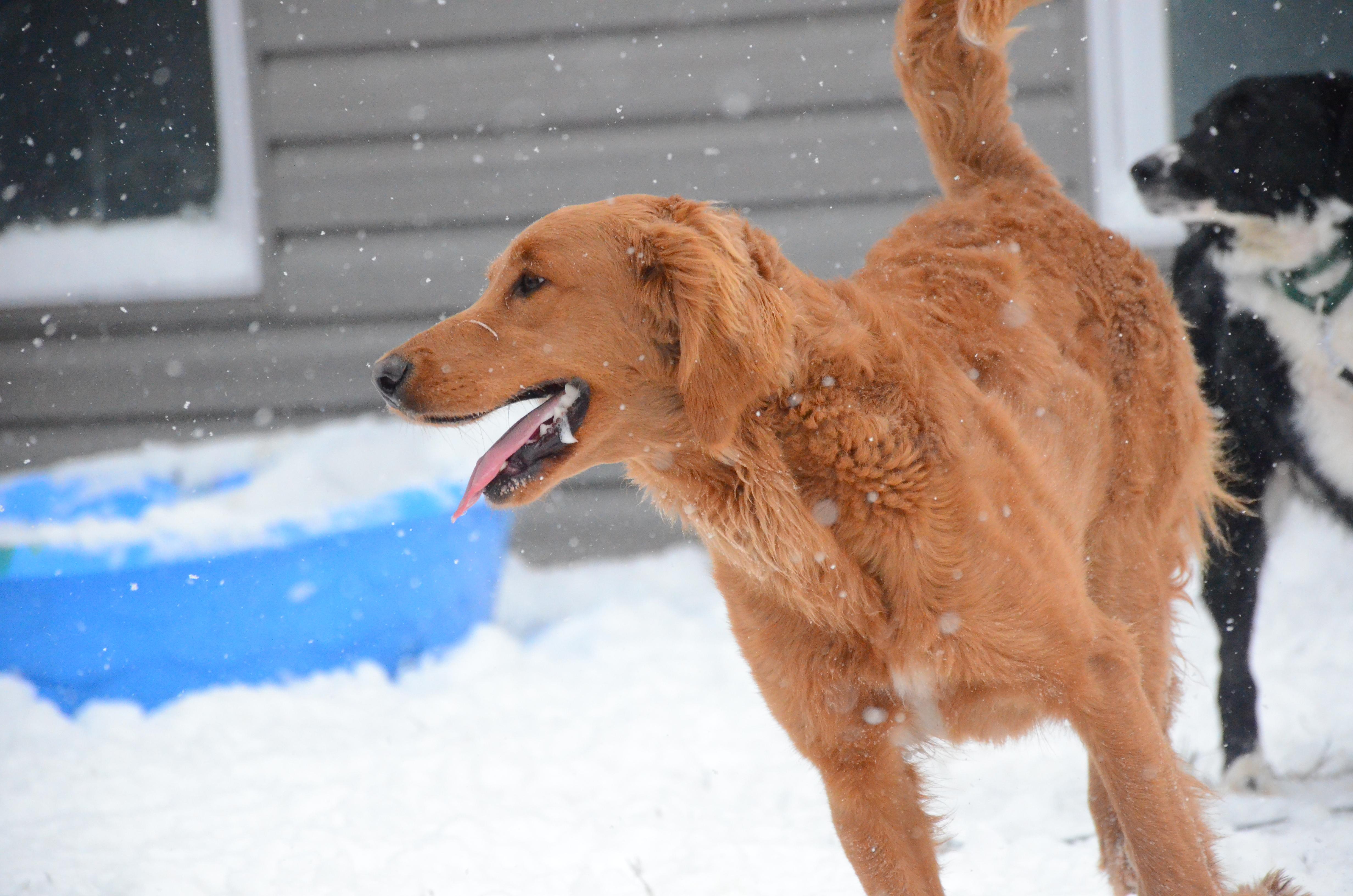 Enlarge Hubba Bubba, a Adoptable mixed breed in Montreal, QC image 1/4