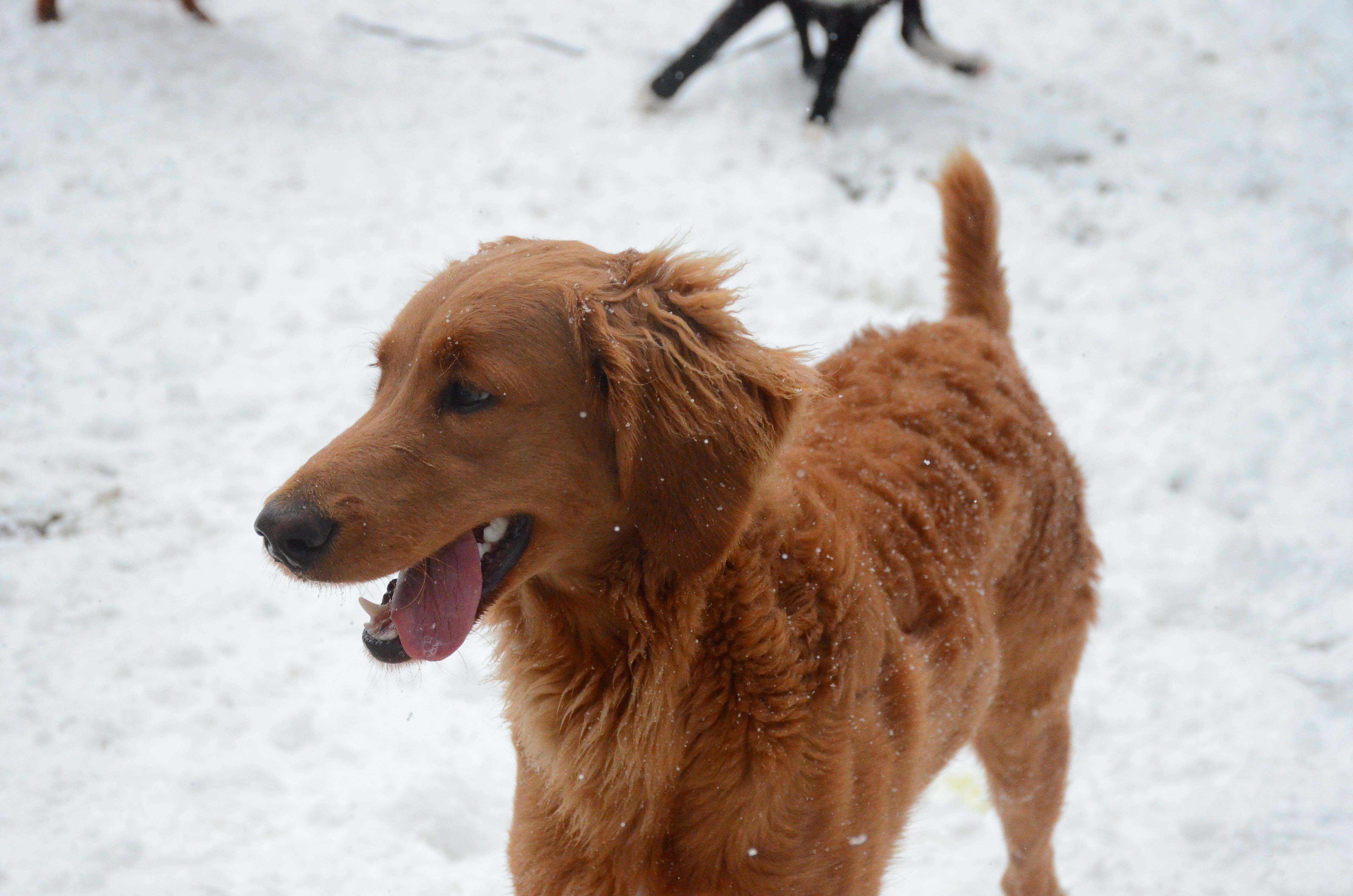 Enlarge Hubba Bubba, a Adoptable mixed breed in Montreal, QC image 2/4