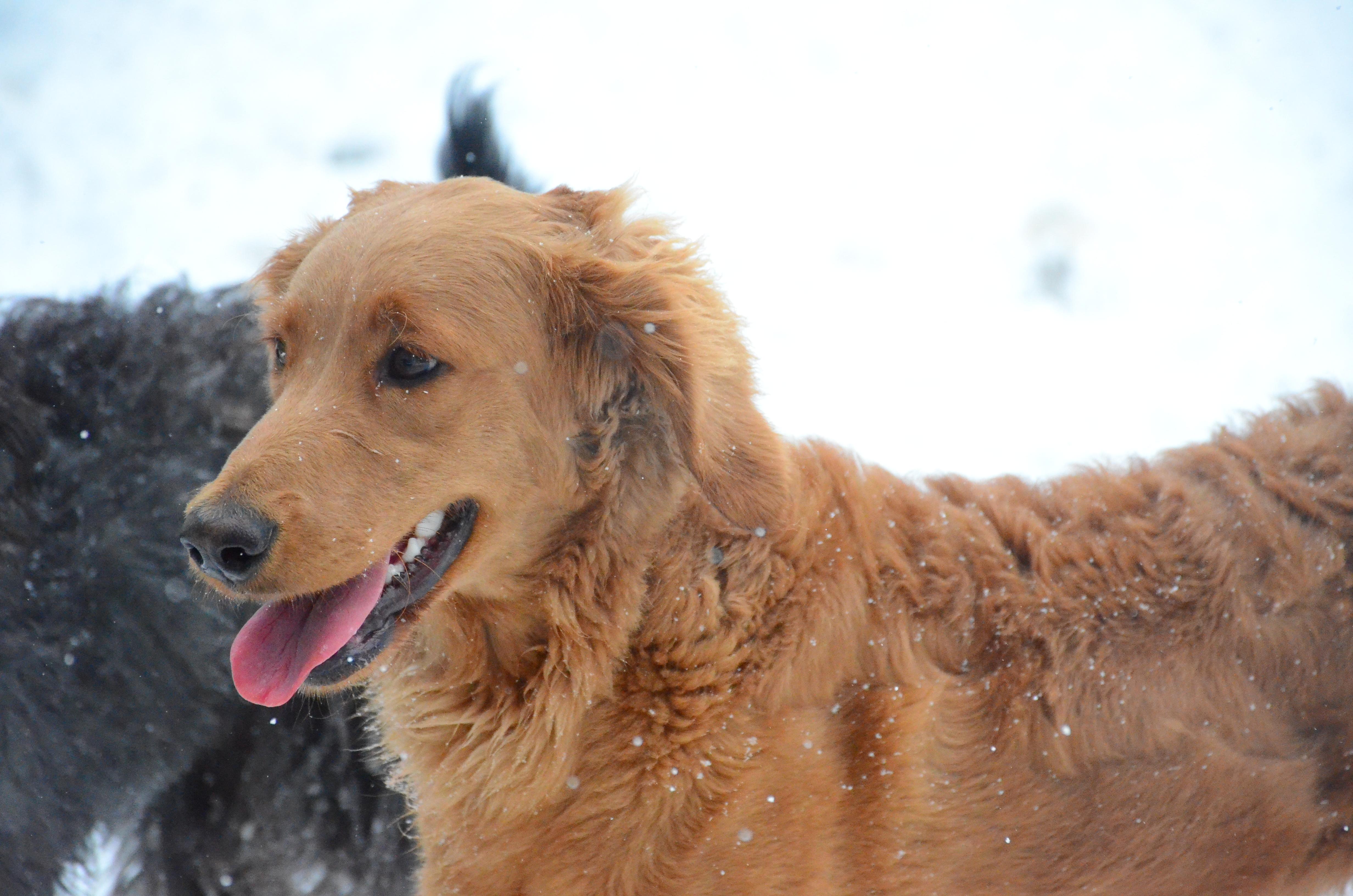 Enlarge Hubba Bubba, a Adoptable mixed breed in Montreal, QC image 3/4