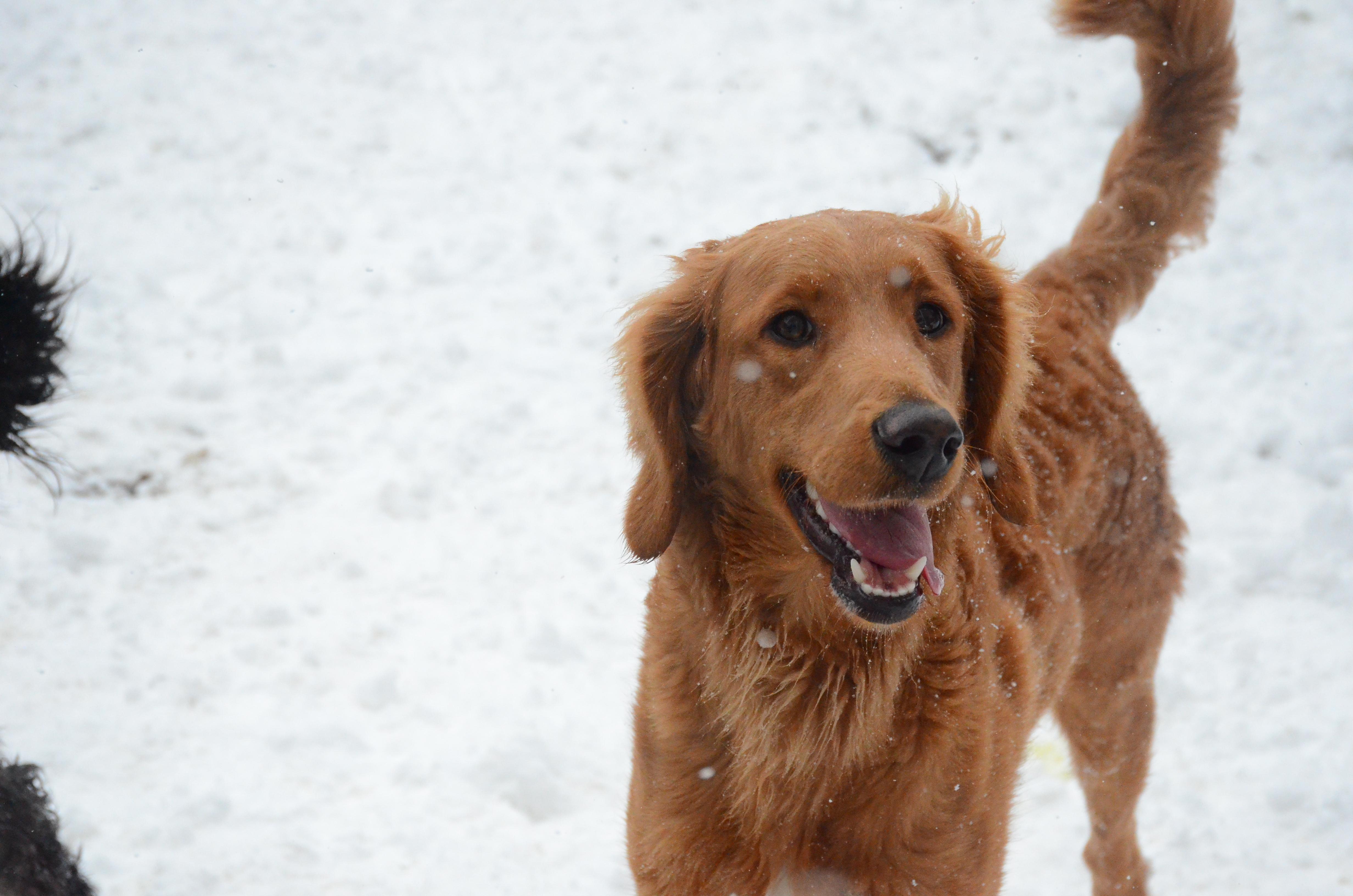 Enlarge Hubba Bubba, a Adoptable mixed breed in Montreal, QC image 4/4