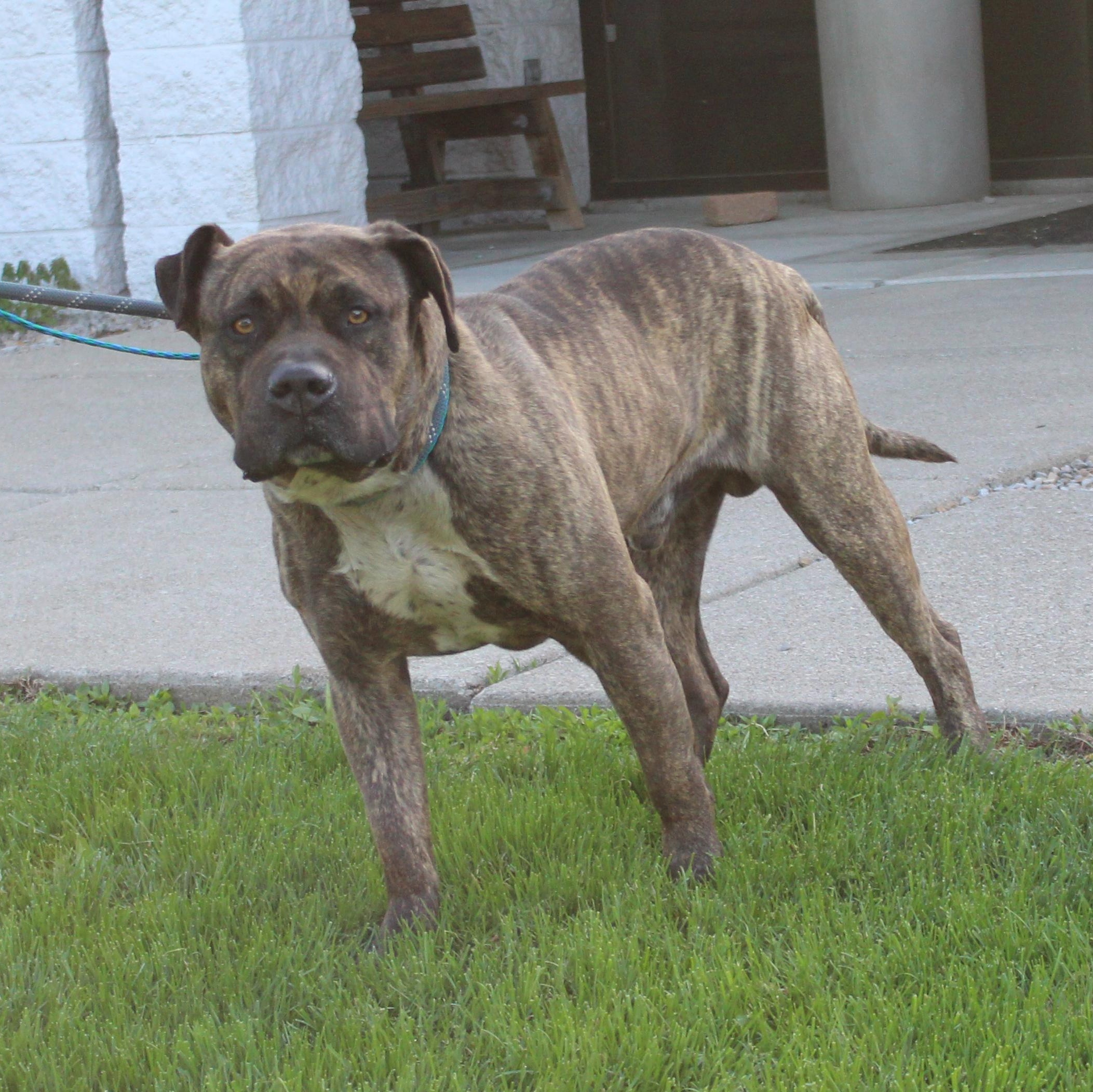 Cooper (8534)