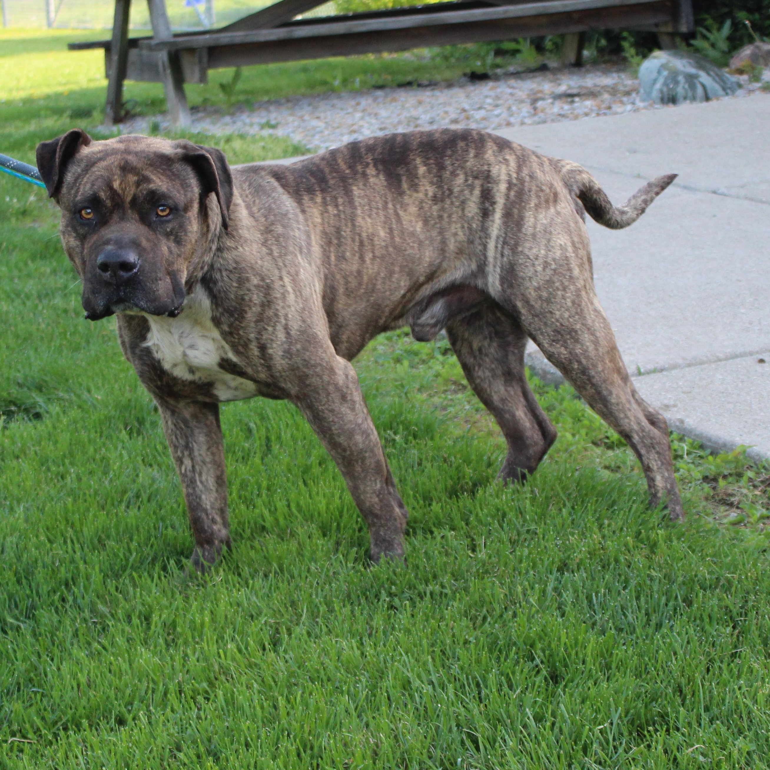 Cooper (8534)