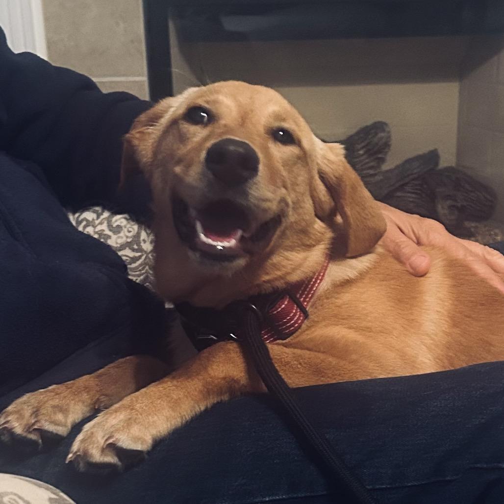 Shelby, Adoptable, Puppy Female Labrador Retriever.