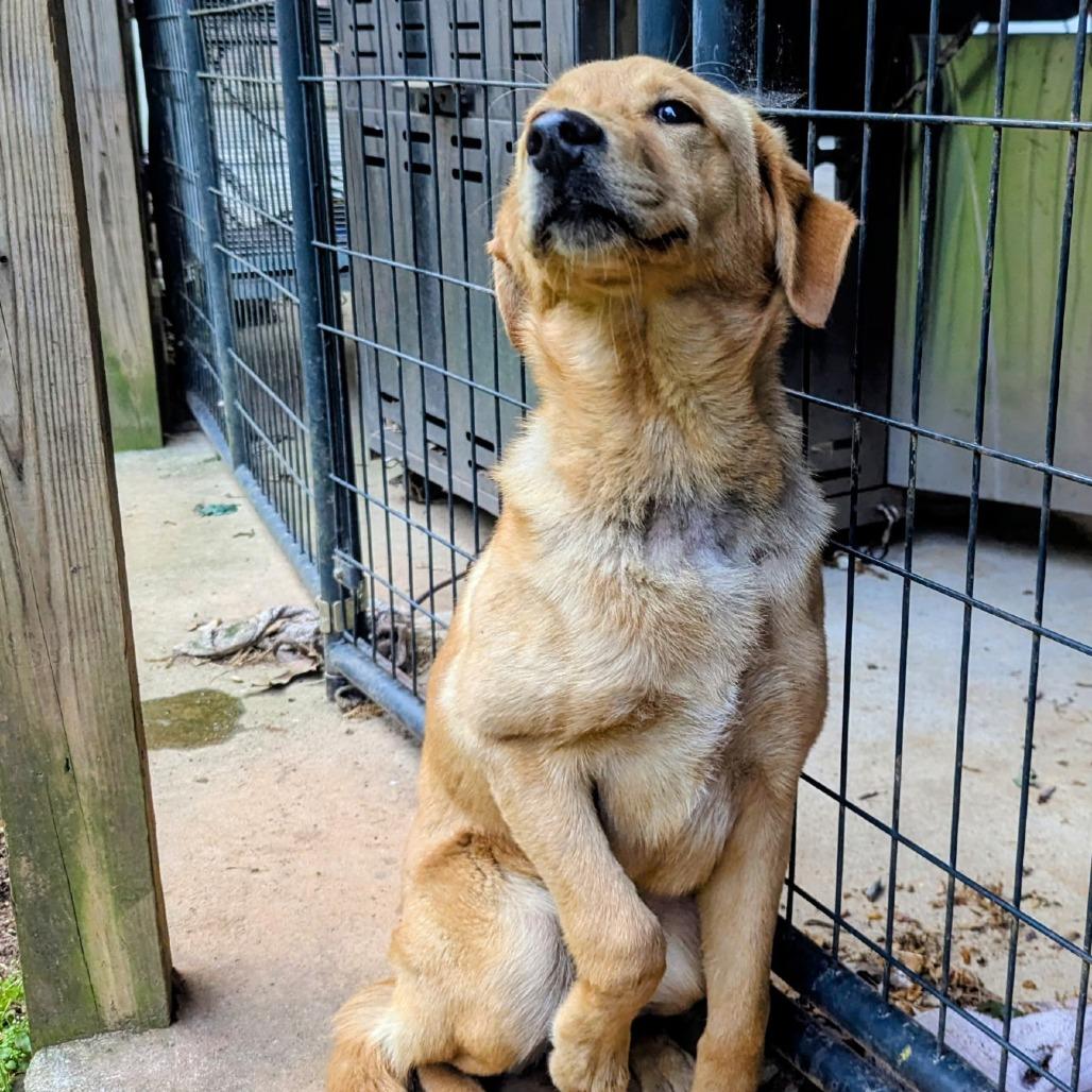 Enlarge Shelby, a Adoptable Labrador Retriever in Huntsville, AL image 2/6