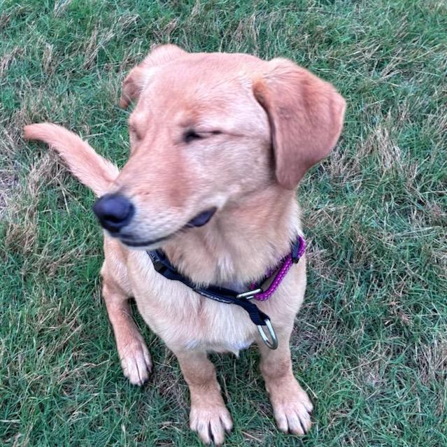 Enlarge Shelby, a Adoptable Labrador Retriever in Huntsville, AL image 3/6