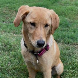 Enlarge Shelby, a Adoptable Labrador Retriever in Huntsville, AL image 4/6