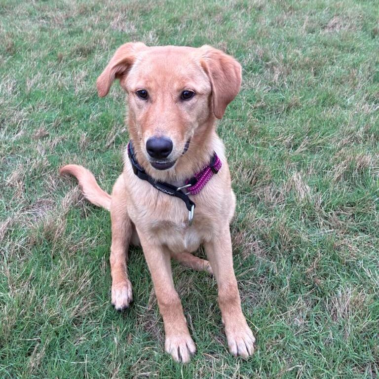Enlarge Shelby, a Adoptable Labrador Retriever in Huntsville, AL image 5/6