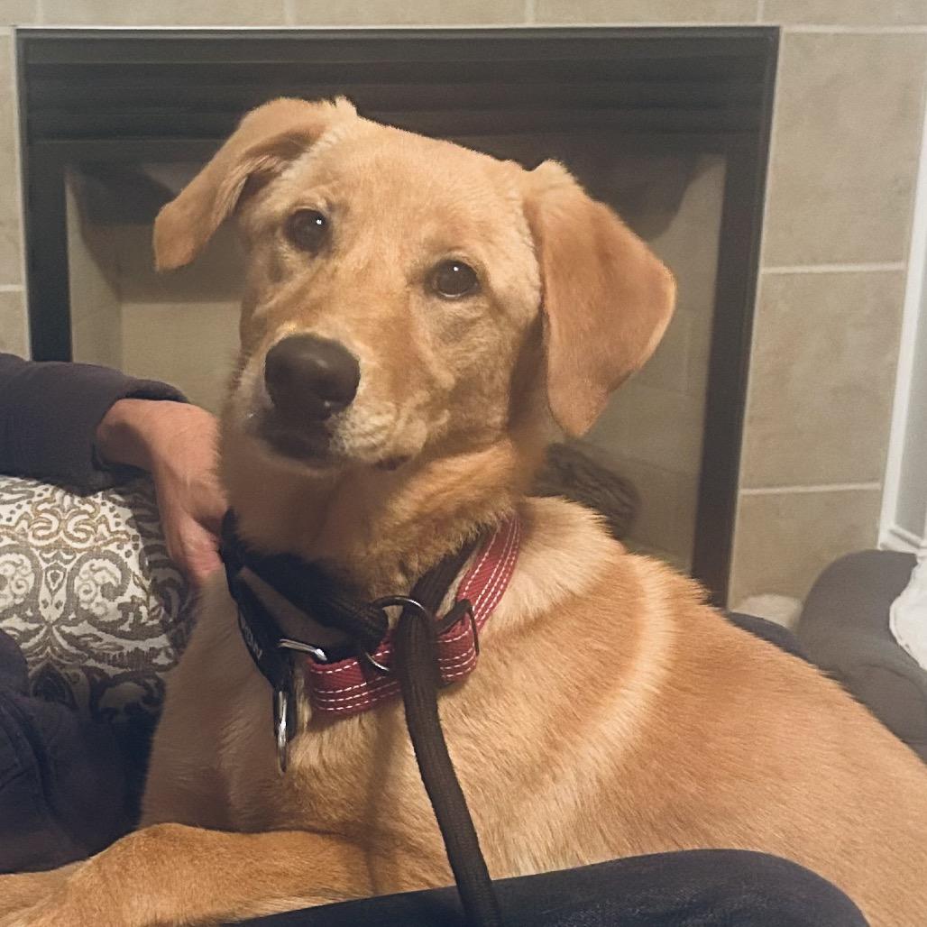 Enlarge Shelby, a Adoptable Labrador Retriever in Huntsville, AL image 6/6