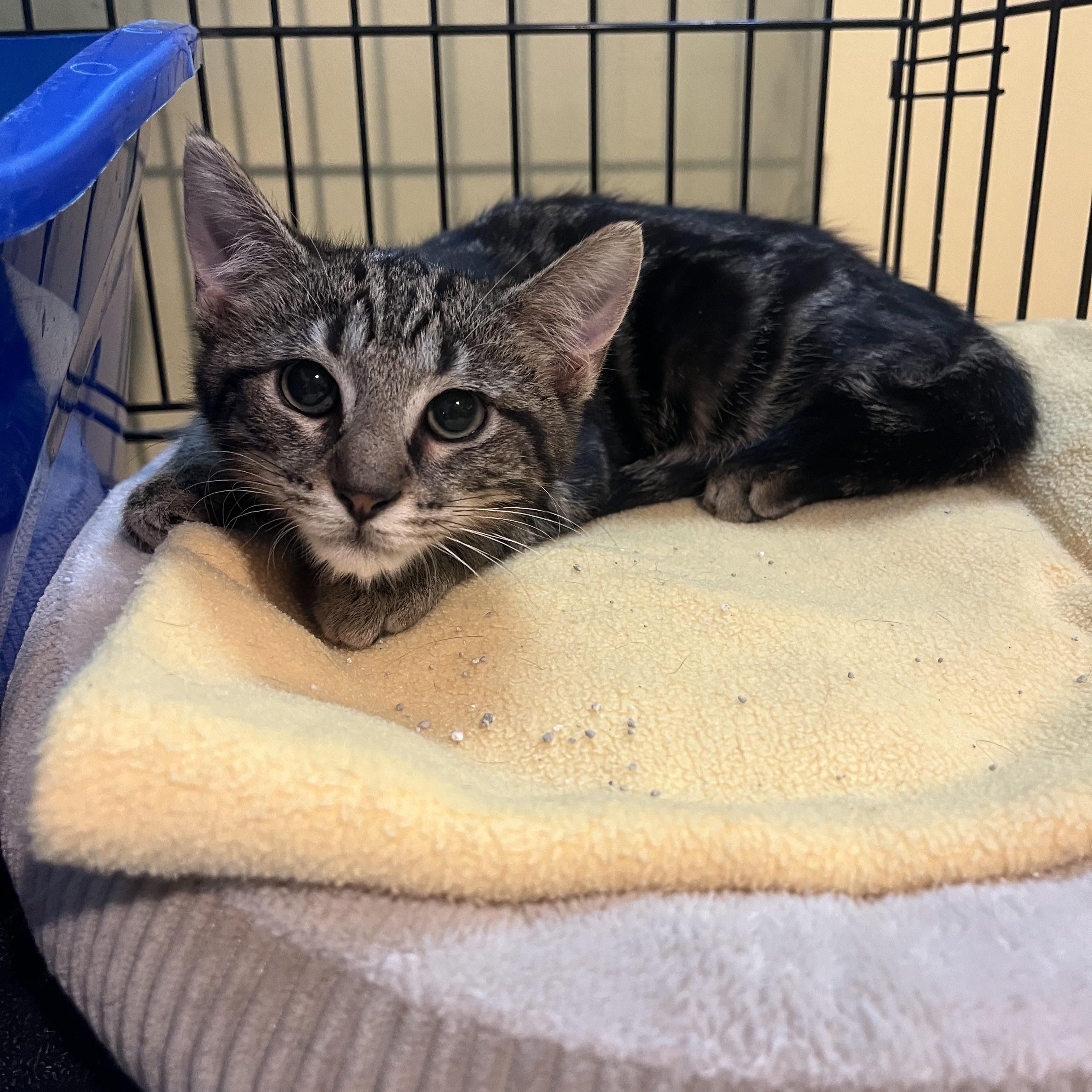Gustaf, a Adoptable Domestic Short Hair in Greensboro, NC image 1/6