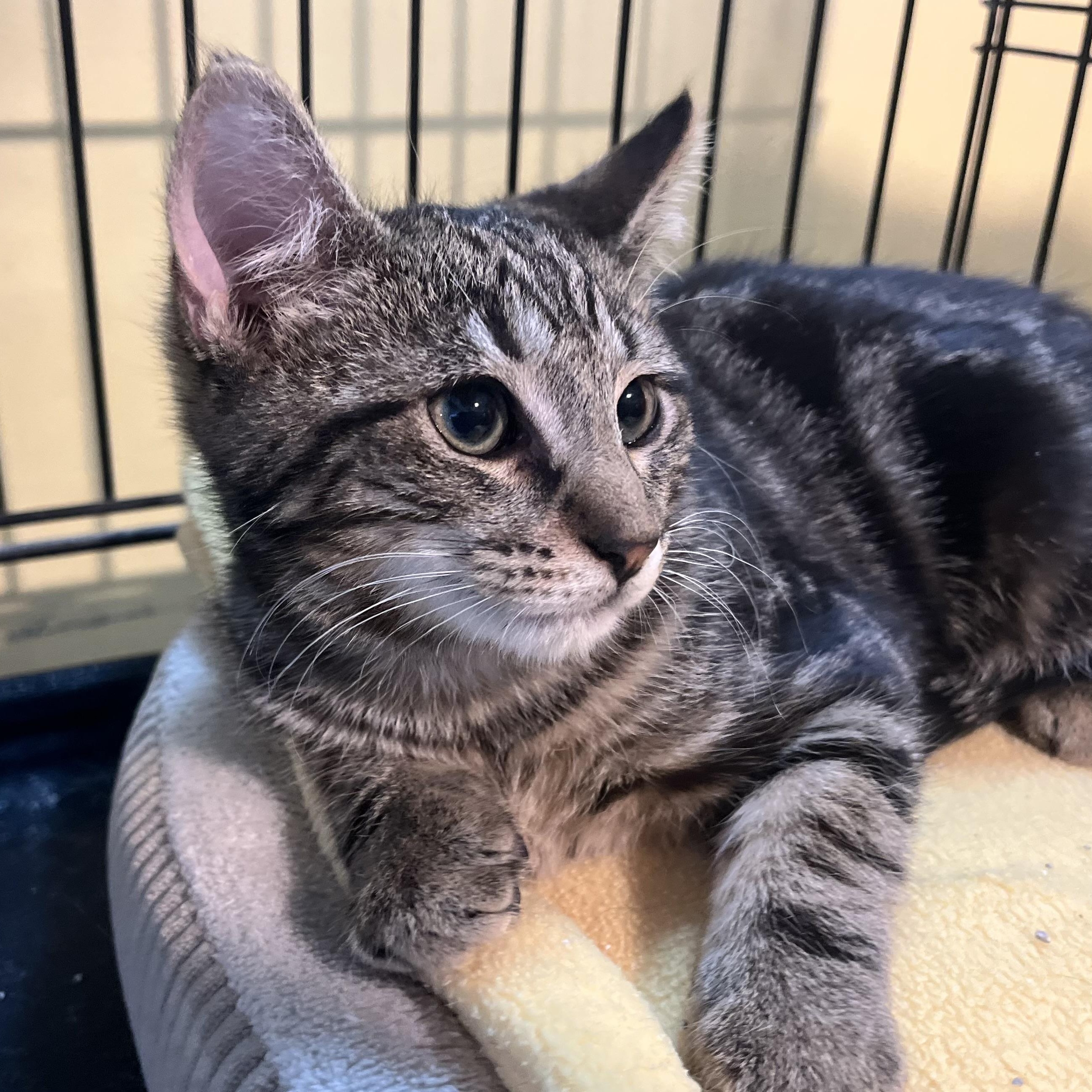 Gustaf, a Adoptable Domestic Short Hair in Greensboro, NC image 6/6