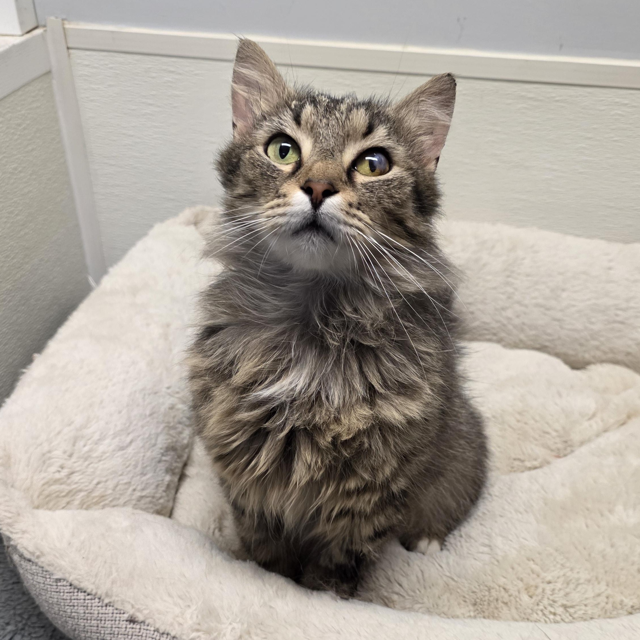 Hazel, an adoptable mixed breed in Greensboro, NC image 2/6