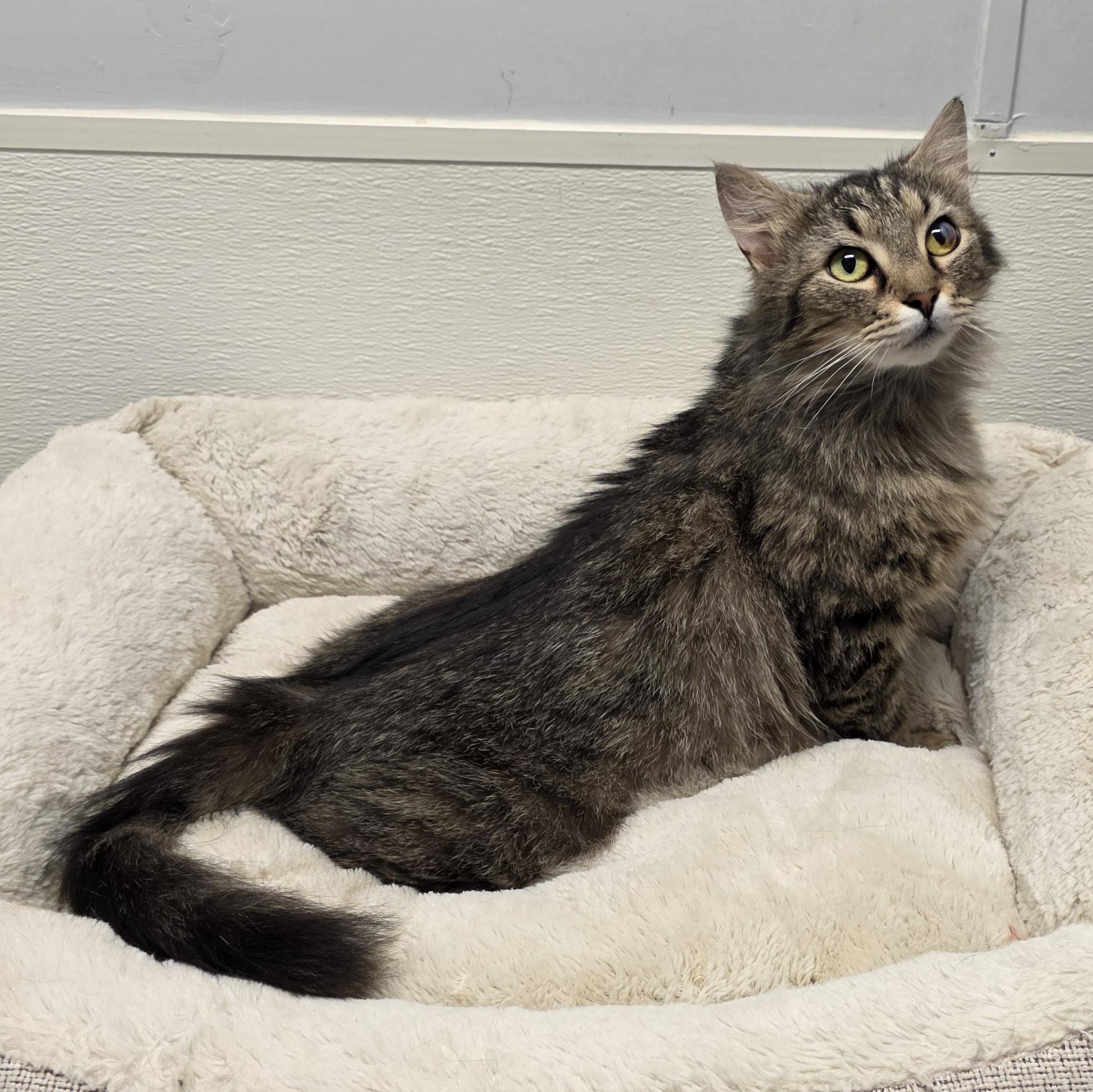 Hazel, an adoptable mixed breed in Greensboro, NC image 4/6