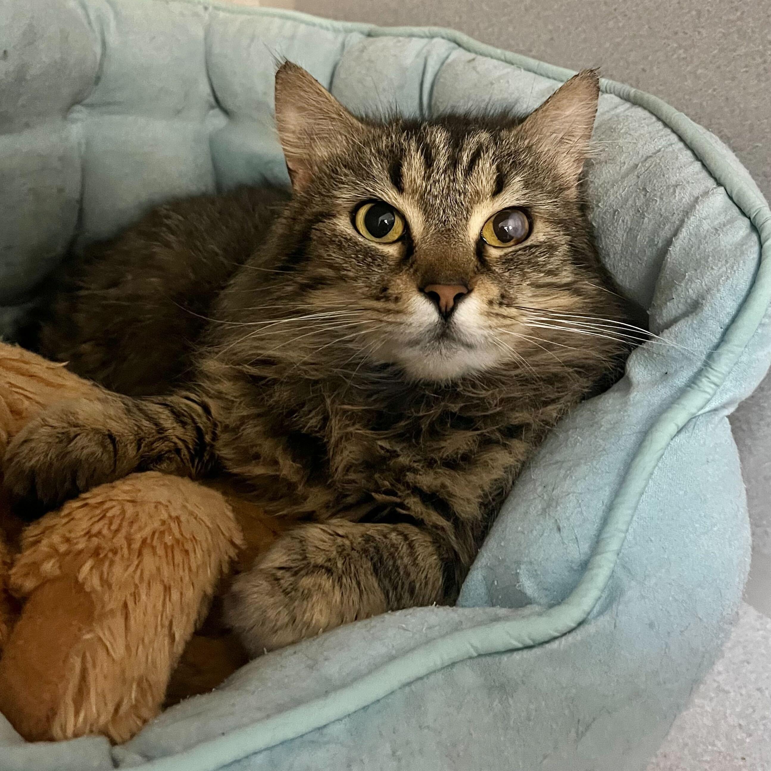 Hazel, adoptable, Adult Female Tabby & Domestic Short Hair.