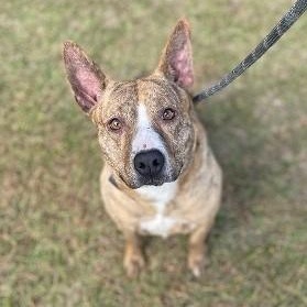 Enlarge Keefe, a Adoptable mixed breed in Manning, SC image 1/1