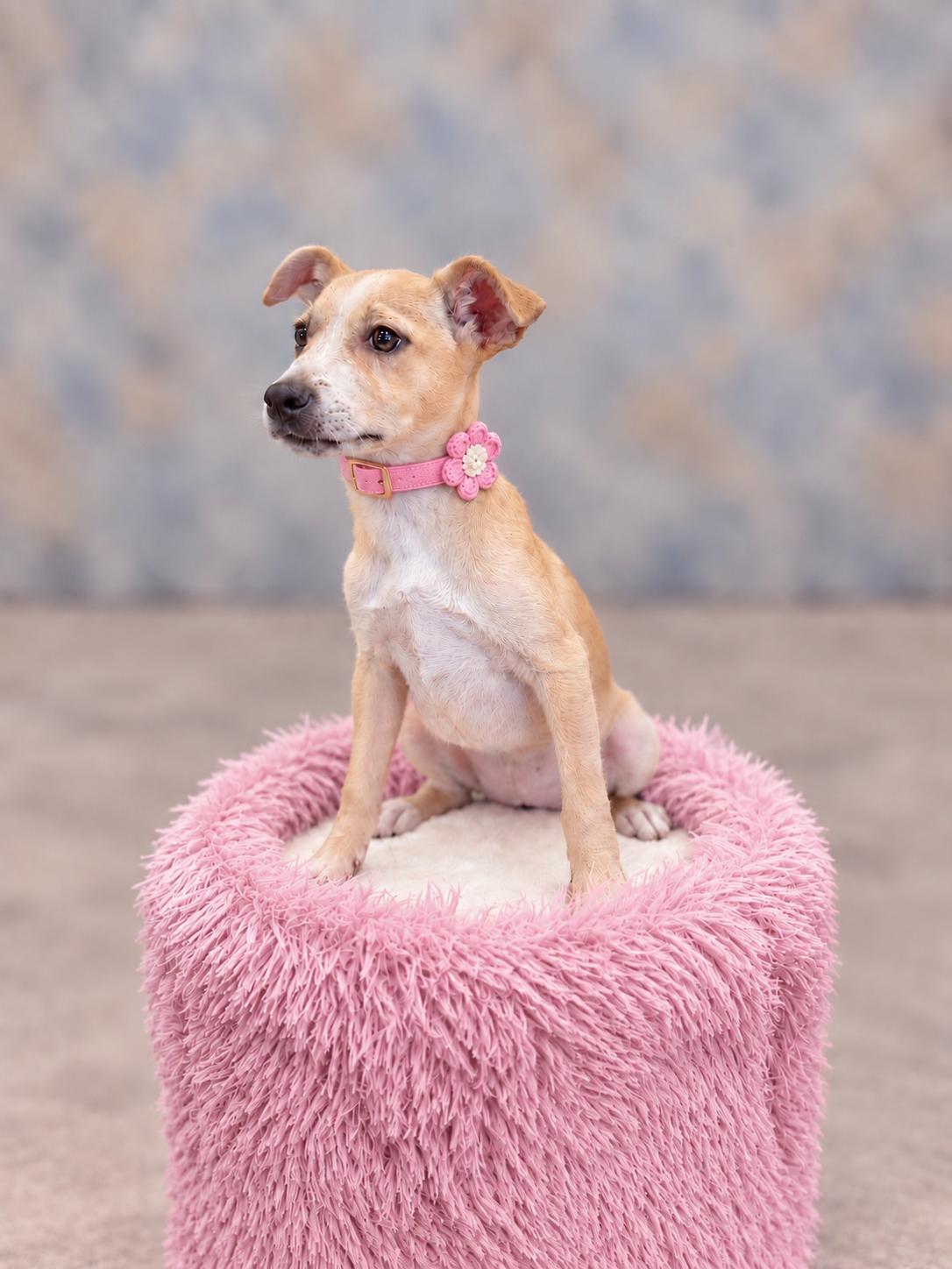 Neza, Adoptable, Young Female Chihuahua & Terrier.