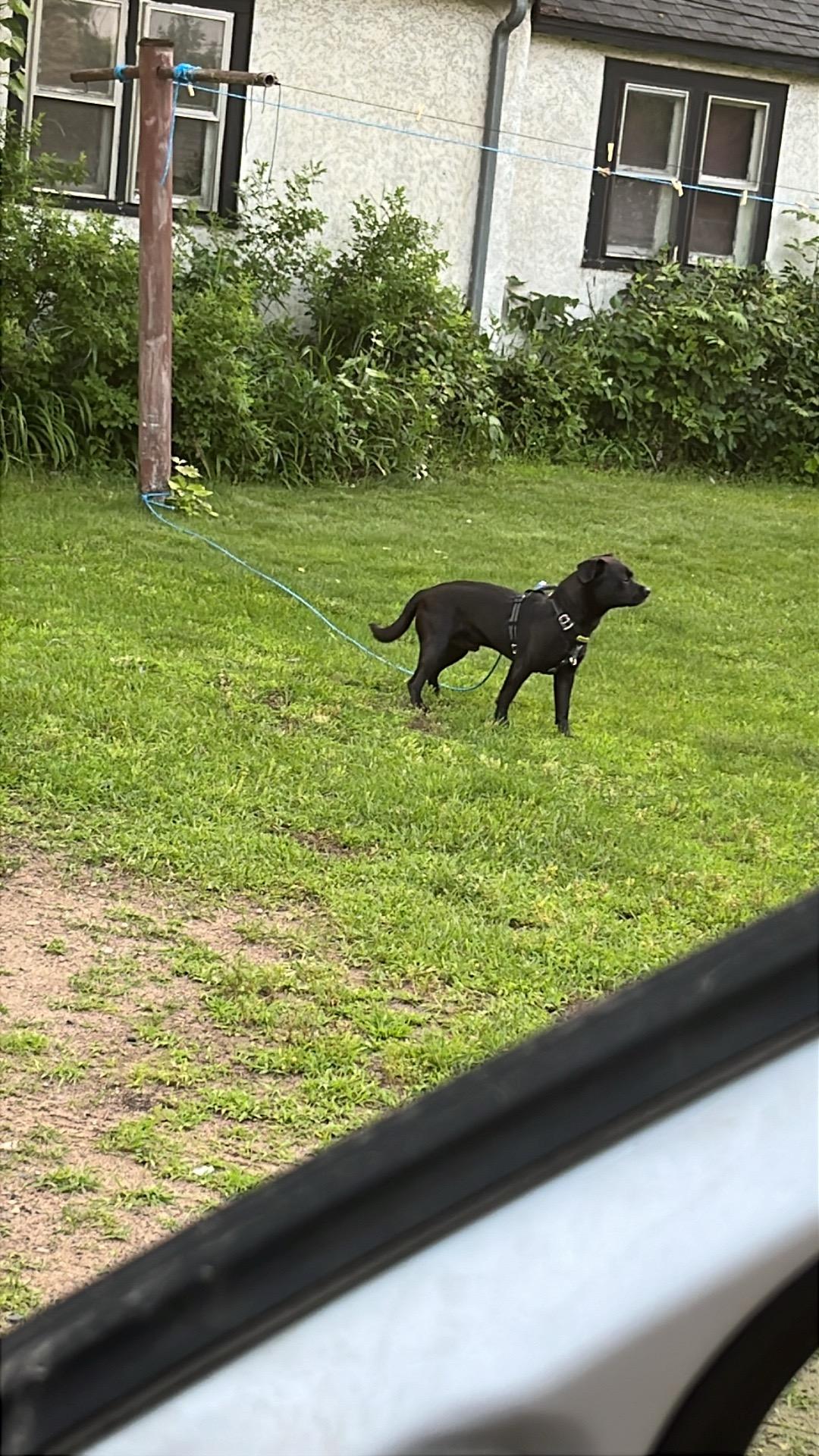 Tank, an adoptable Black Labrador Retriever, Shih Tzu in Billings, MT, 59101 | Photo Image 1