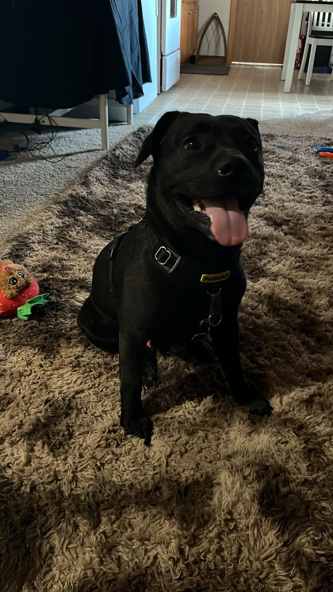 Tank, an adoptable Black Labrador Retriever, Shih Tzu in Billings, MT, 59101 | Photo Image 3