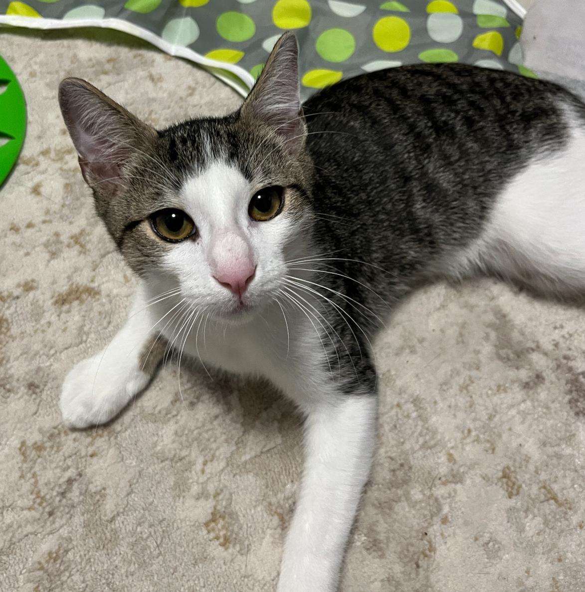 Larry, a Adoptable Domestic Short Hair in Lemont, IL image 3/6