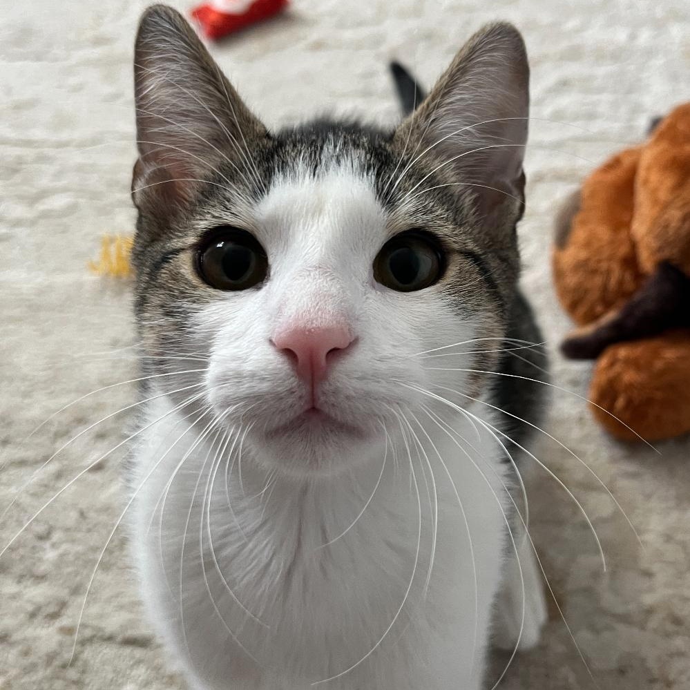 Larry, a Adoptable Domestic Short Hair in Lemont, IL image 1/6