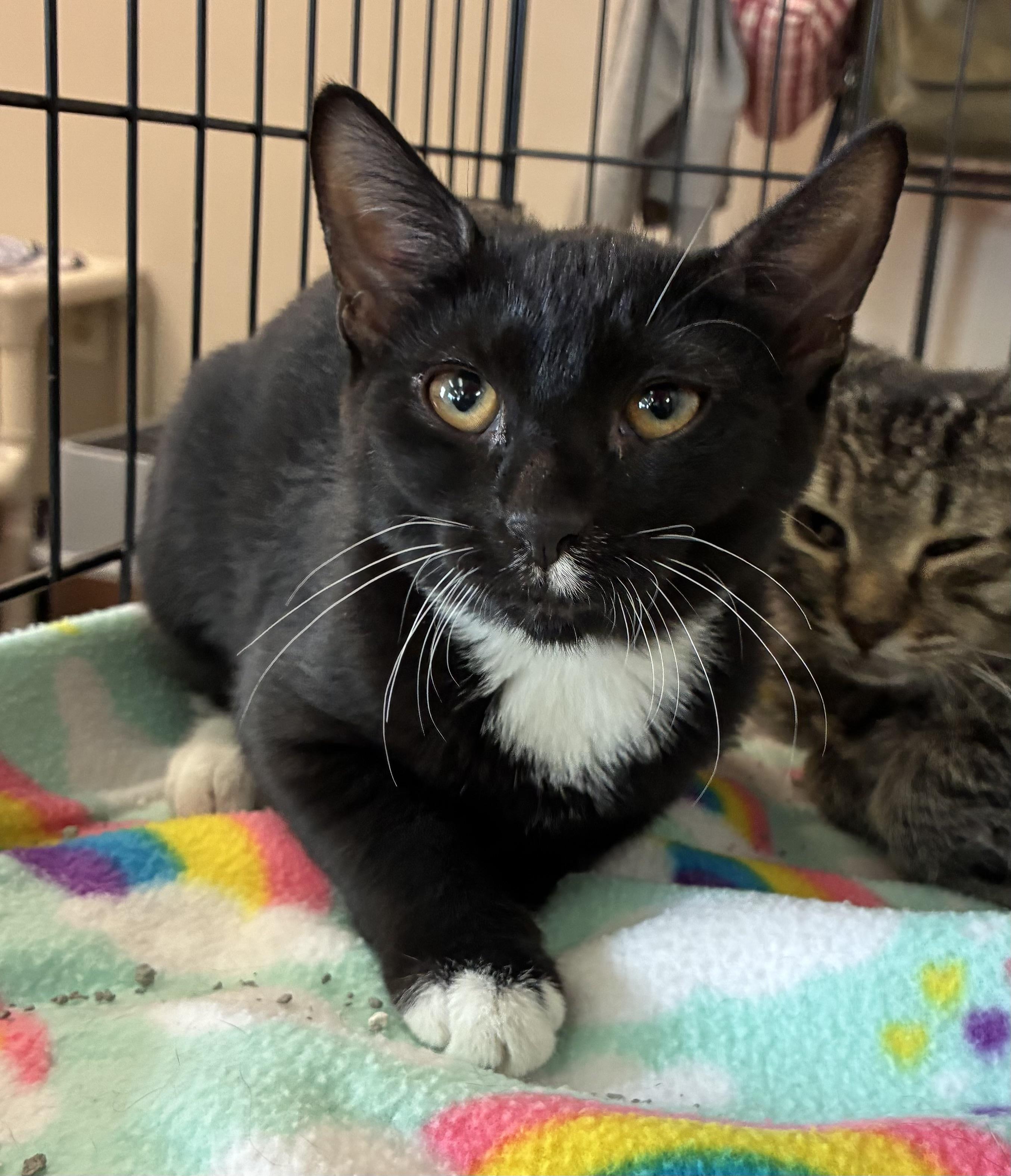 Enlarge Daisy, a ADOPTABLE Domestic Short Hair in Breinigsville, PA image 1/2