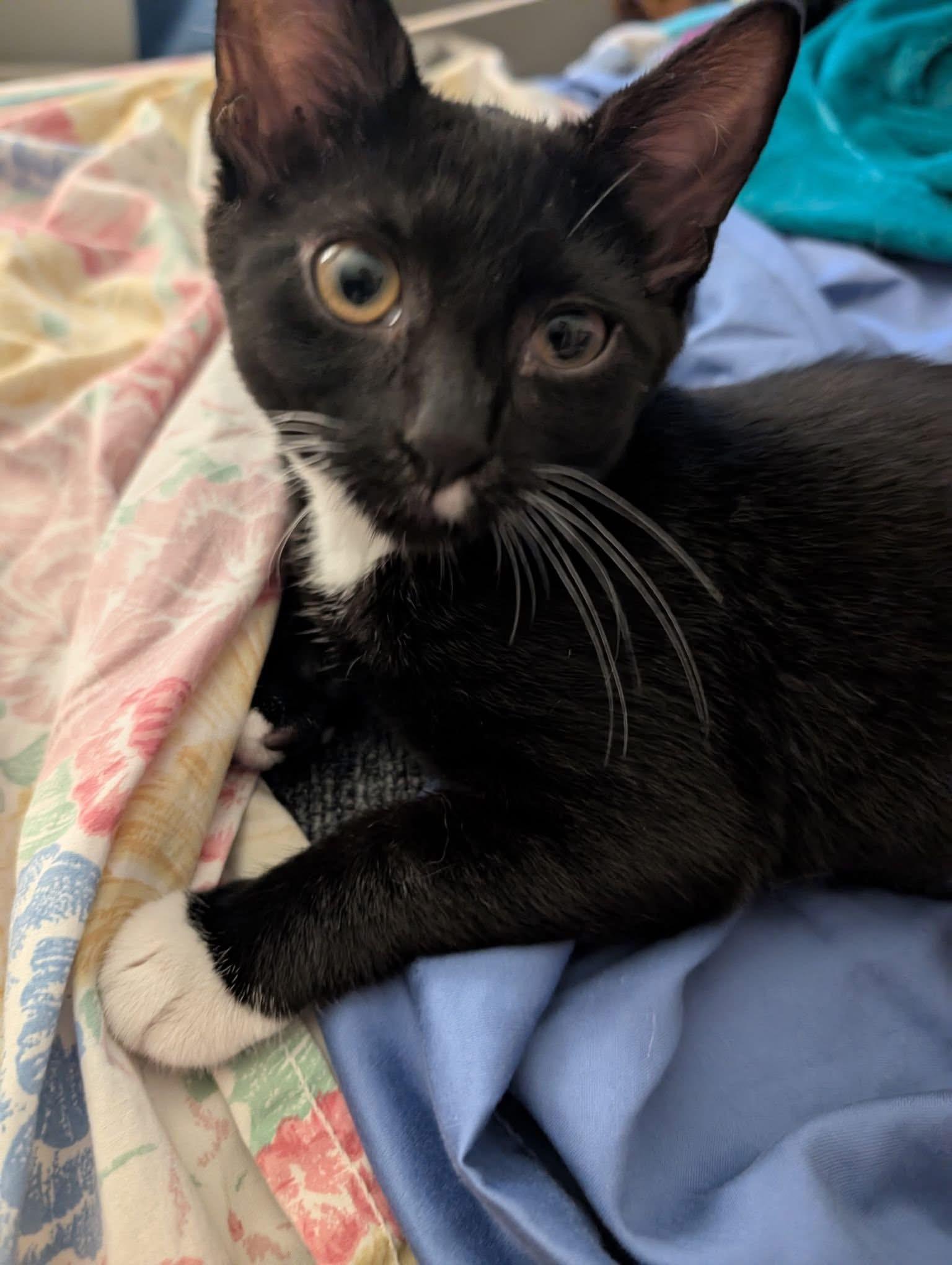 Enlarge Daisy, a ADOPTABLE Domestic Short Hair in Breinigsville, PA image 1/1