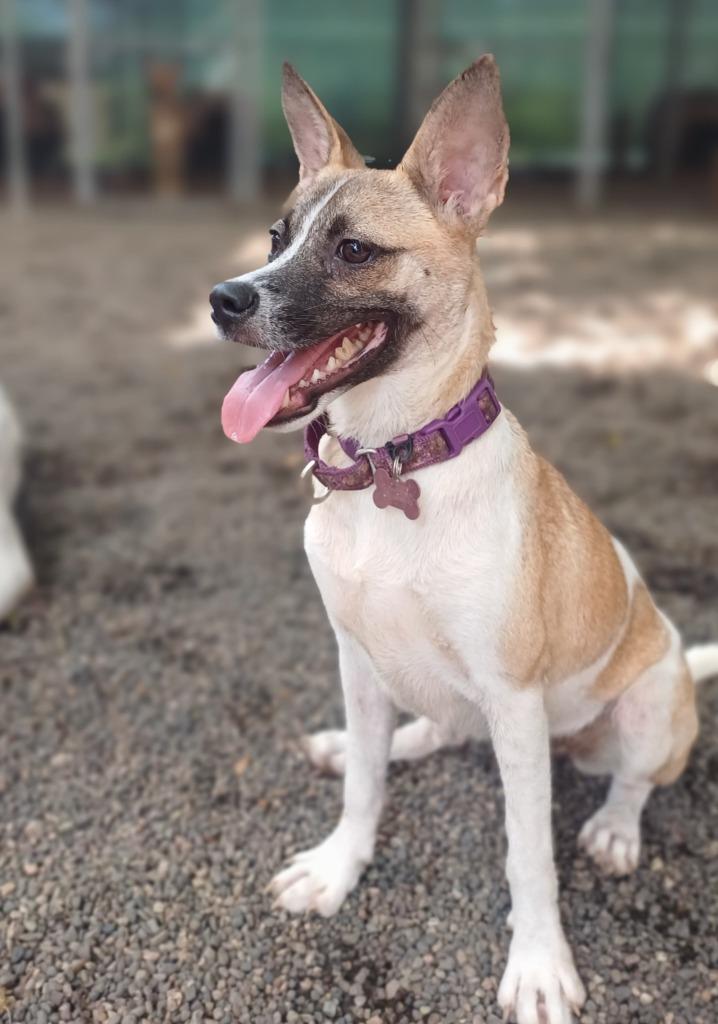 Pepper, Adopted, Young Female Mixed Breed.