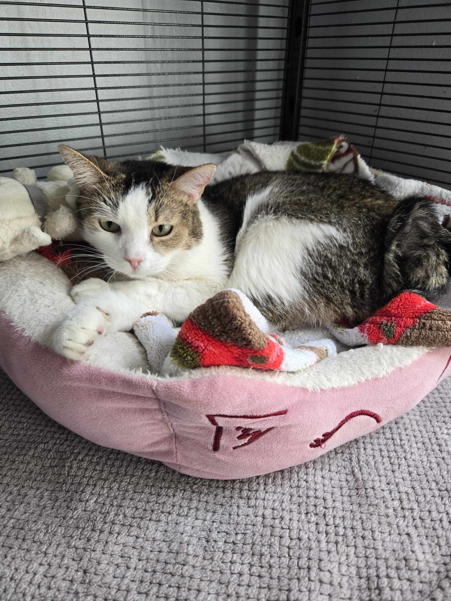 Marbles, Adoptable, Adult Male Domestic Short Hair.