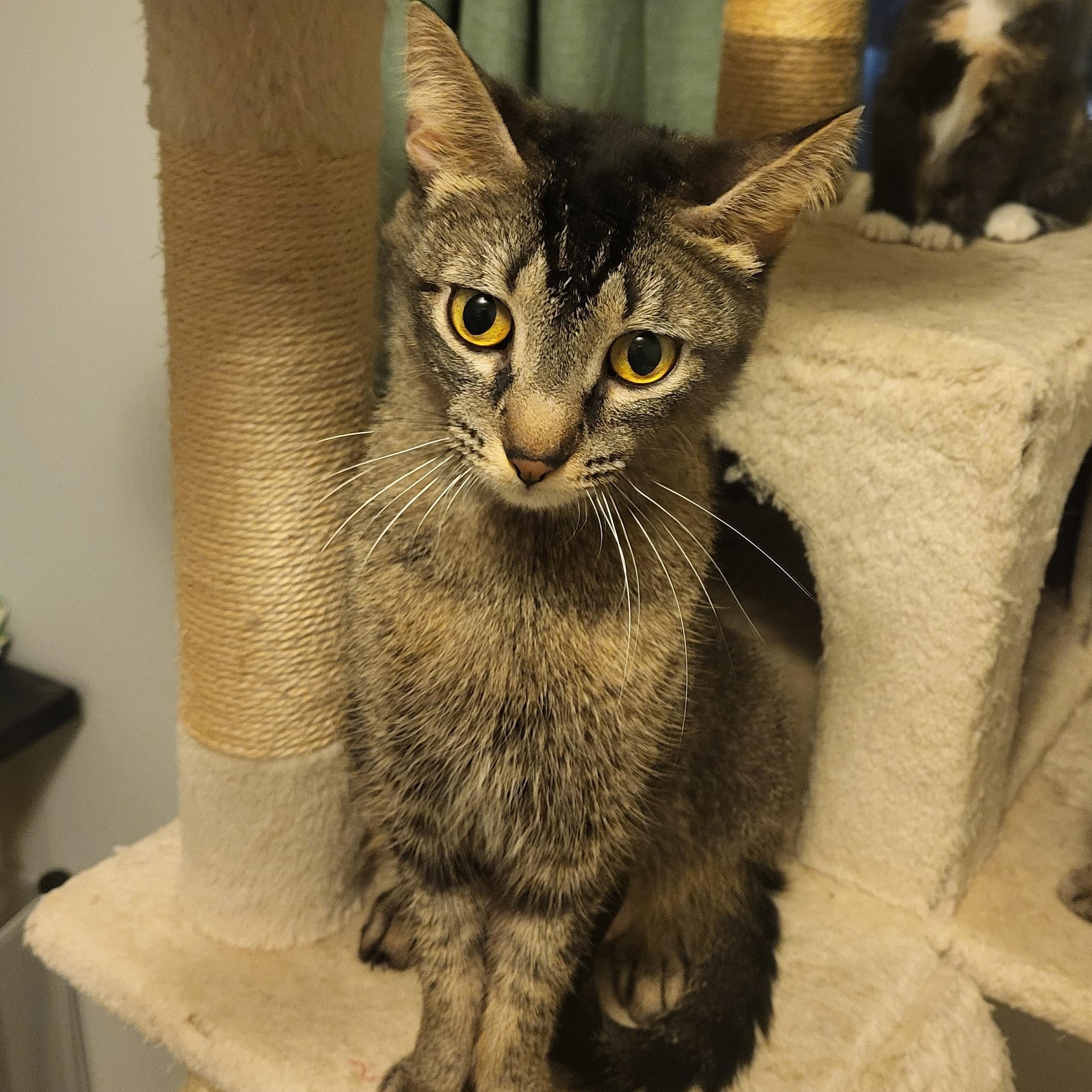 Bluebell Starkey, ADOPTABLE, Young Female Domestic Short Hair & Abyssinian.