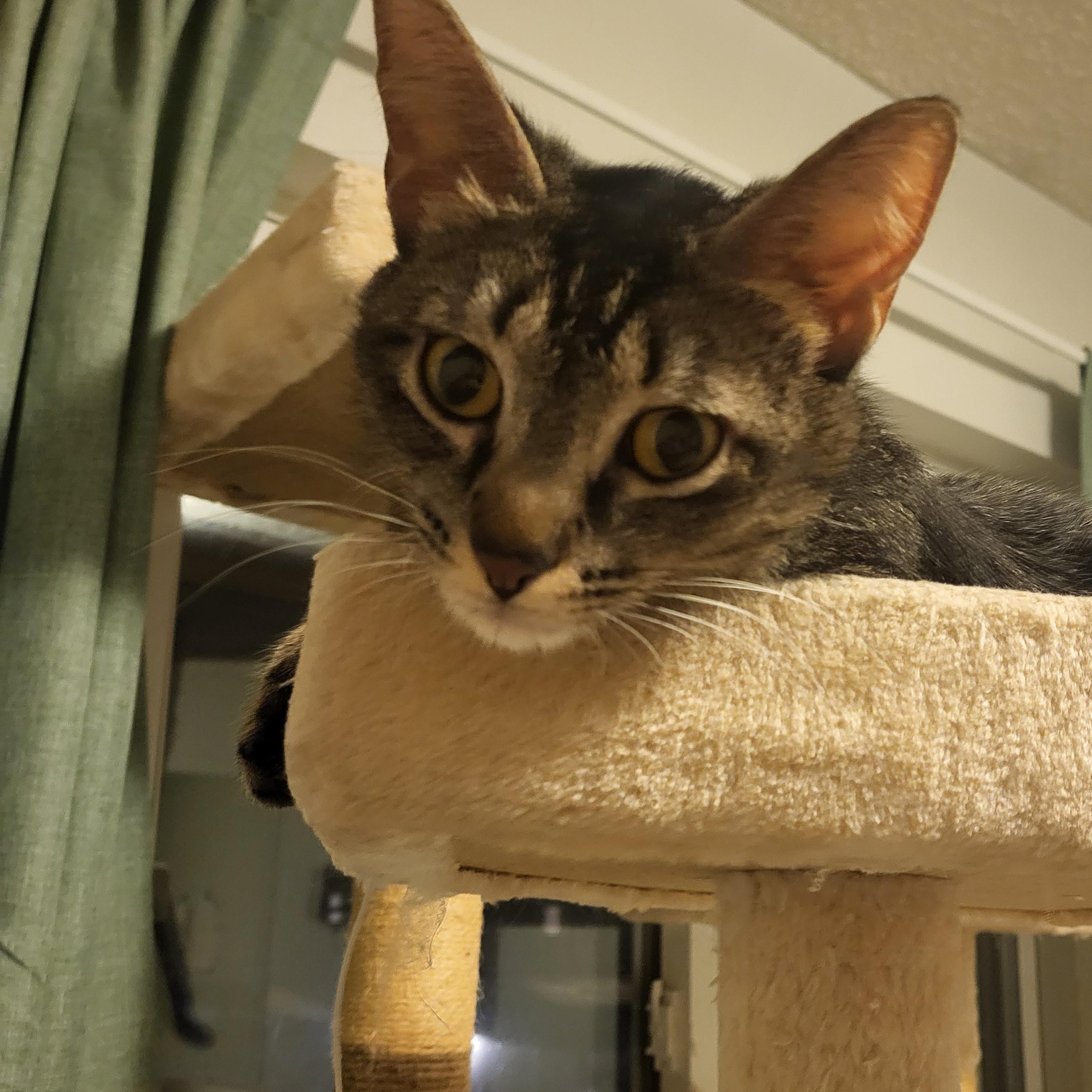 Bluebell Starkey, a ADOPTABLE mixed breed in Denver, CO image 3/6